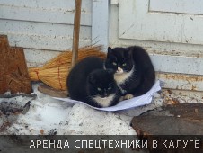 Деревенские кошки на снегу - Фото №1